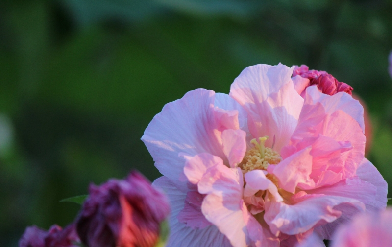 点击大图看下一张：芙蓉花的图片