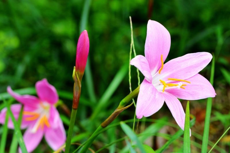 点击大图看下一张：红花葱兰图片