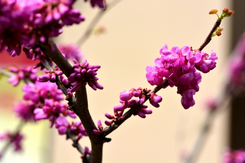 点击大图看下一张：紫荆花图片