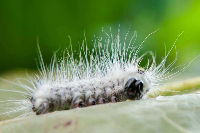 点击大图看下一张：毛毛虫微距图片