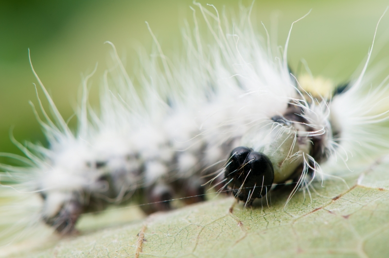 点击大图看下一张：毛毛虫微距图片