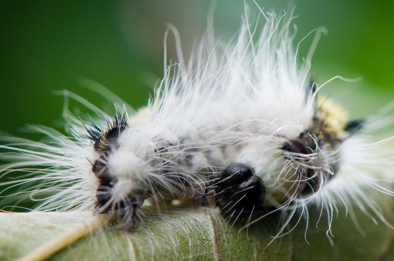 点击大图看下一张:毛毛虫微距图片