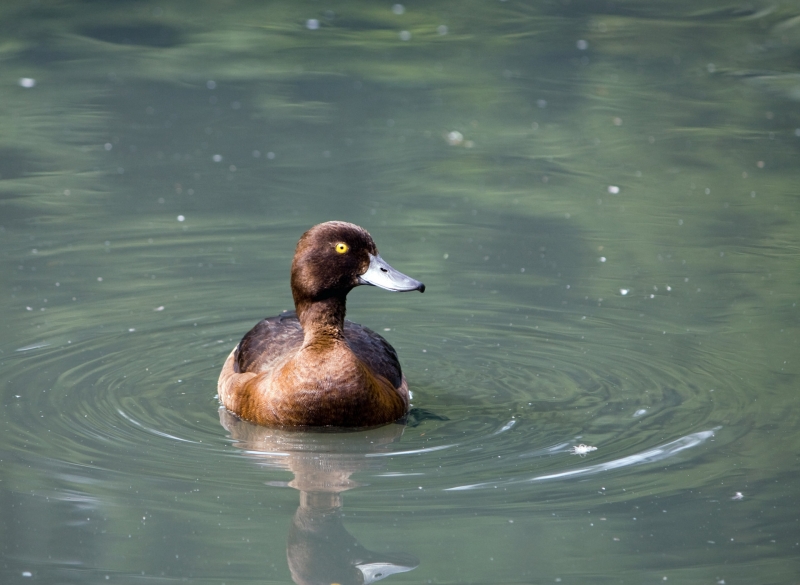 点击大图看下一张：小鸭子图片