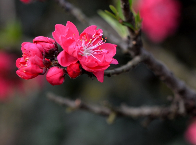 点击大图看下一张：红色碧桃花图片