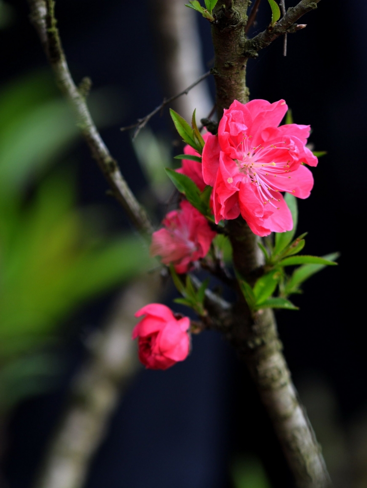 点击大图看下一张：红色碧桃花图片