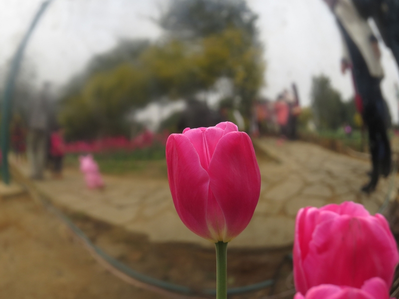 点击大图看下一张：唯美郁金香图片