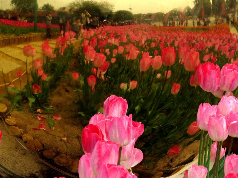 点击大图看下一张：唯美郁金香图片