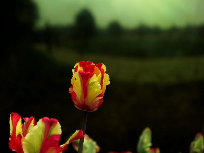 点击大图看下一张：唯美郁金香图片