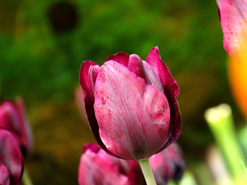 点击大图看下一张：唯美郁金香图片