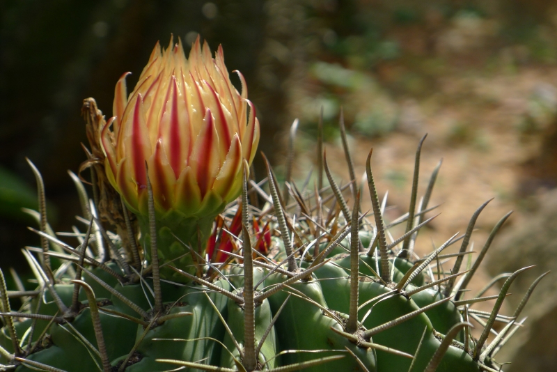 点击大图看下一张：仙人球图片