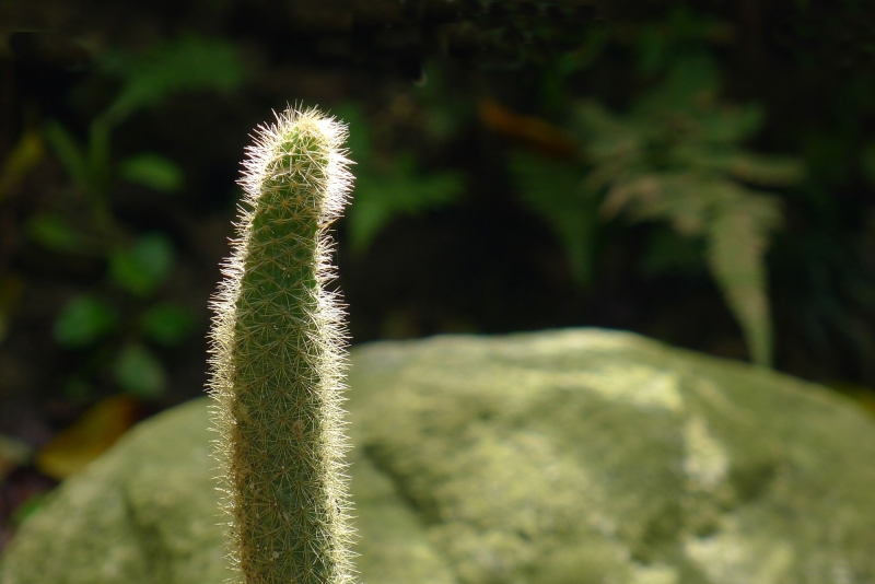 点击大图看下一张：仙人球图片