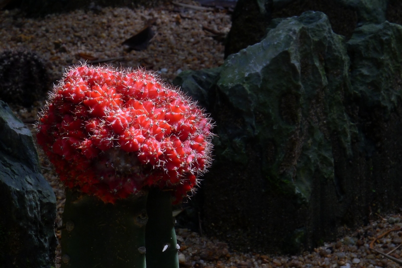 点击大图看下一张：仙人球图片