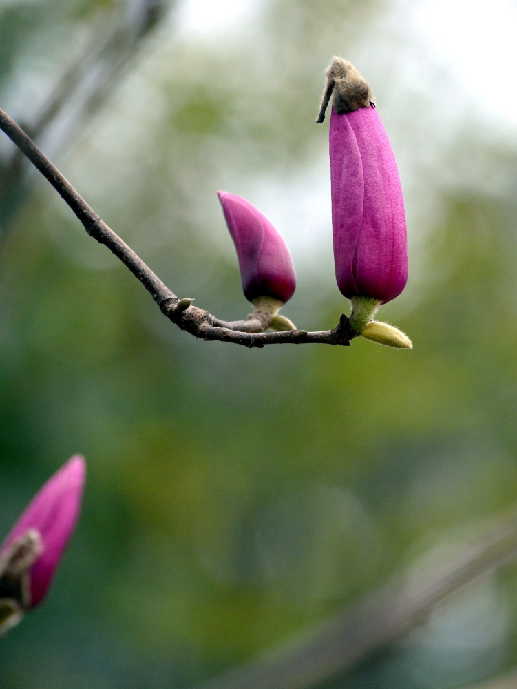 点击大图看下一张：紫玉兰花骨朵图片