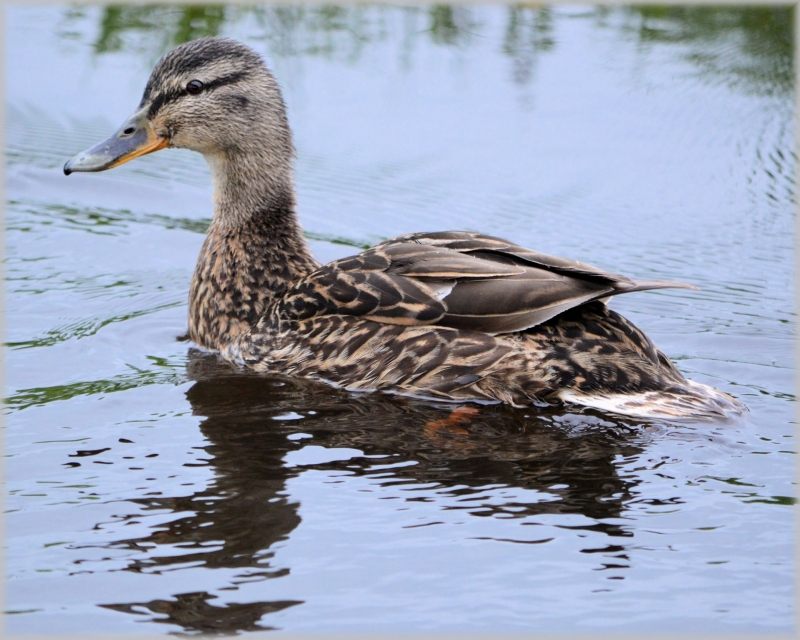点击大图看下一张：池塘游泳的鸭子图片
