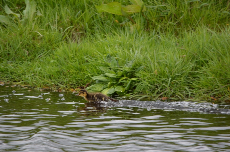 点击大图看下一张：池塘游泳的鸭子图片