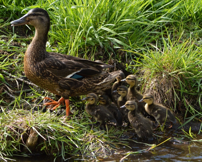 点击大图看下一张：池塘游泳的鸭子图片