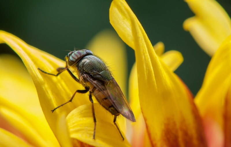 点击大图看下一张：果蝇昆虫微距图片