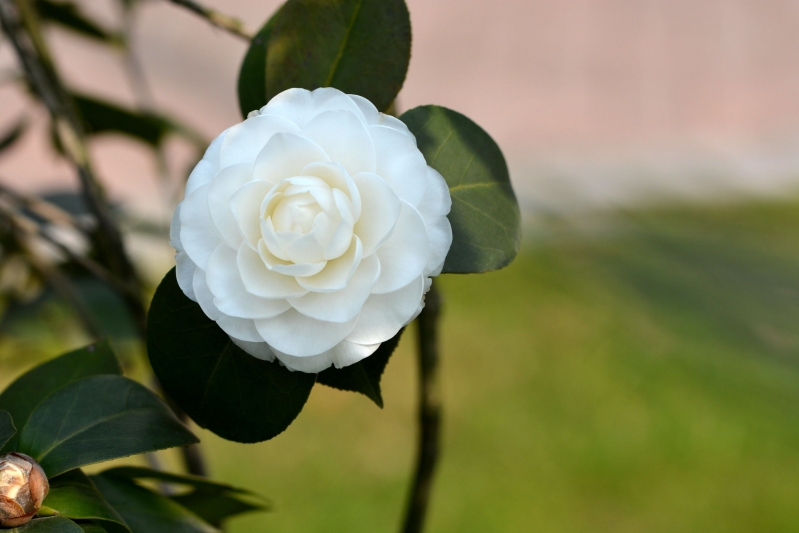 点击大图看下一张：白色山茶花图片