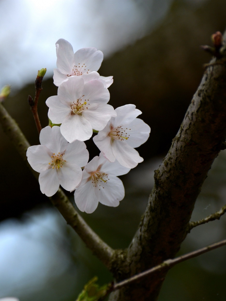 点击大图看下一张：白色樱花图片