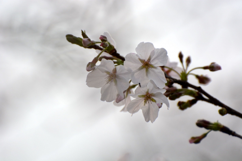 点击大图看下一张：白色樱花图片