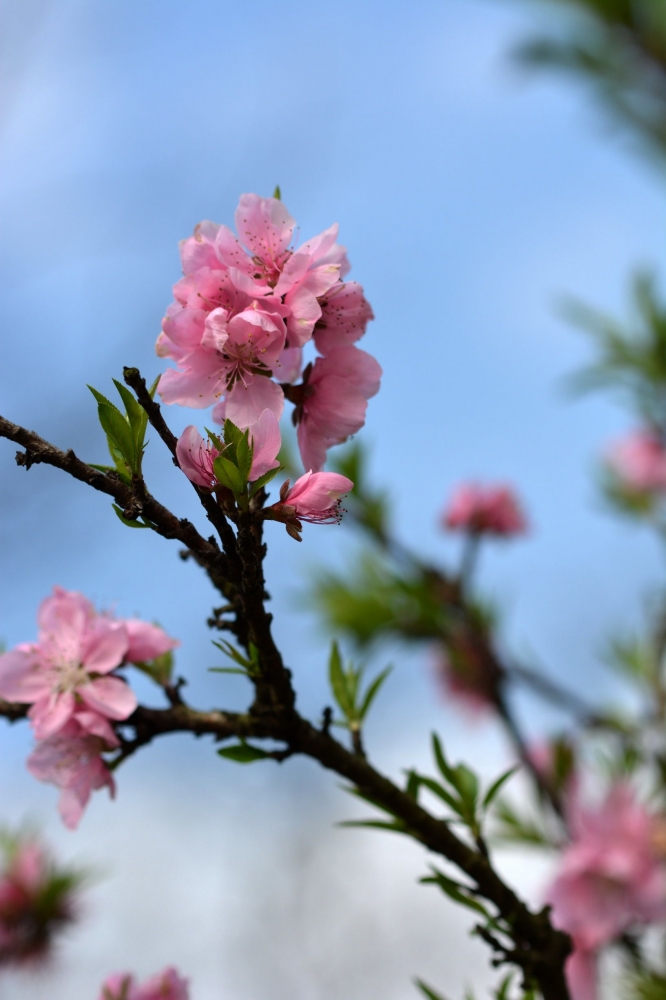 点击大图看下一张：粉红色桃花图片