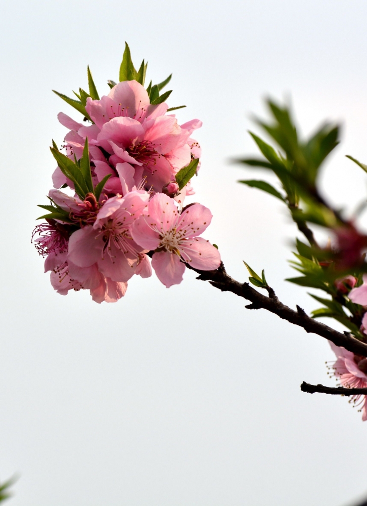 点击大图看下一张：粉红色桃花图片