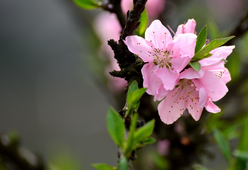 点击大图看下一张：粉红色桃花图片