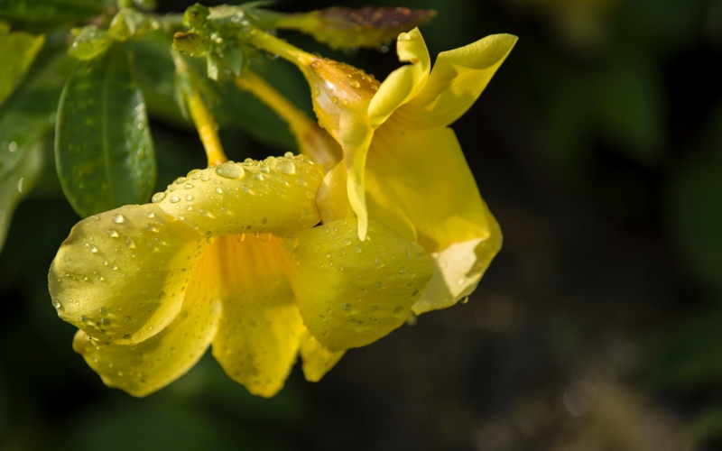 点击大图看下一张：黄禅花图片
