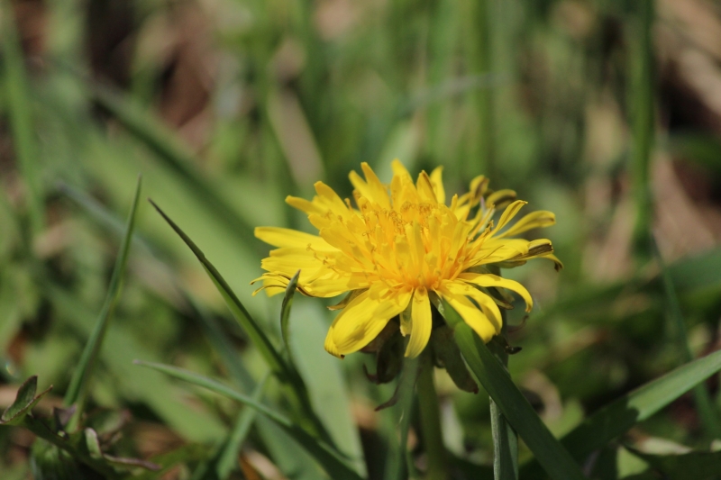 点击大图看下一张:黄色蒲公英花图片
