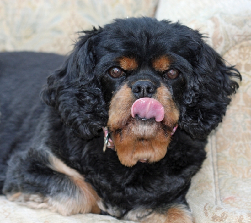 点击大图看下一张：查理王小猎犬图片