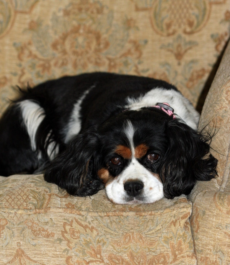 点击大图看下一张：查理王小猎犬图片