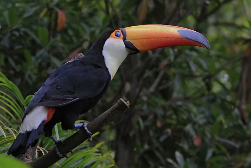 点击大图看下一张：长嘴犀鸟图片