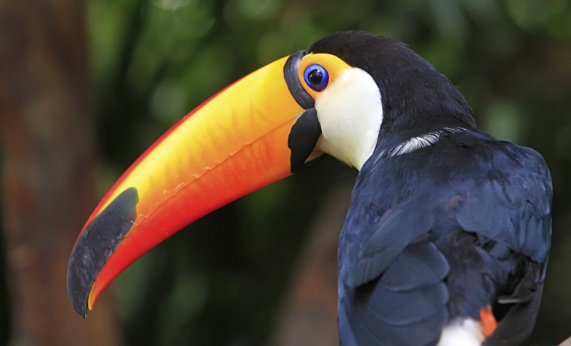 点击大图看下一张：长嘴犀鸟图片