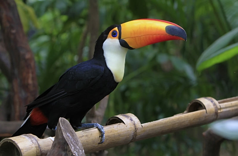 点击大图看下一张：长嘴犀鸟图片