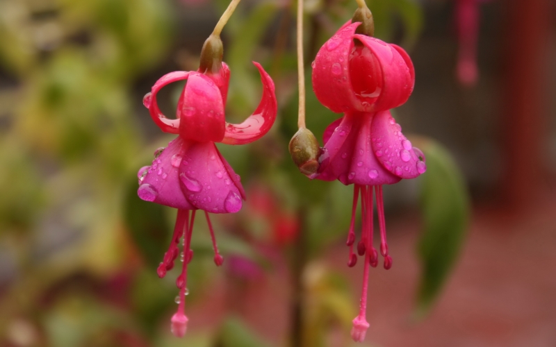 点击大图看下一张：倒挂金钟图片