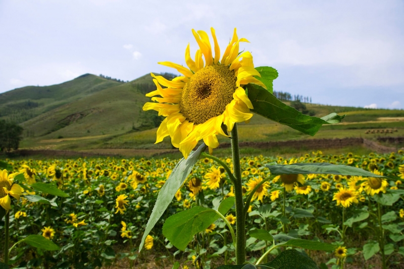 点击大图看下一张：乌兰布统向日葵图片