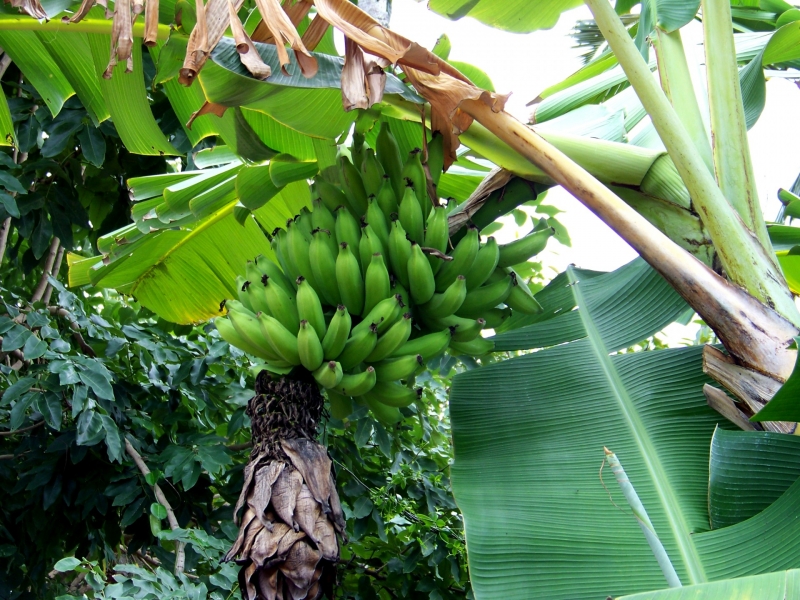 点击大图看下一张：香蕉树图片