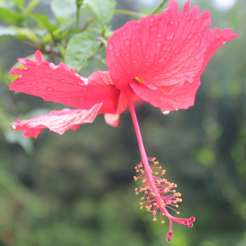 点击大图看下一张：雨后的朱瑾花图片