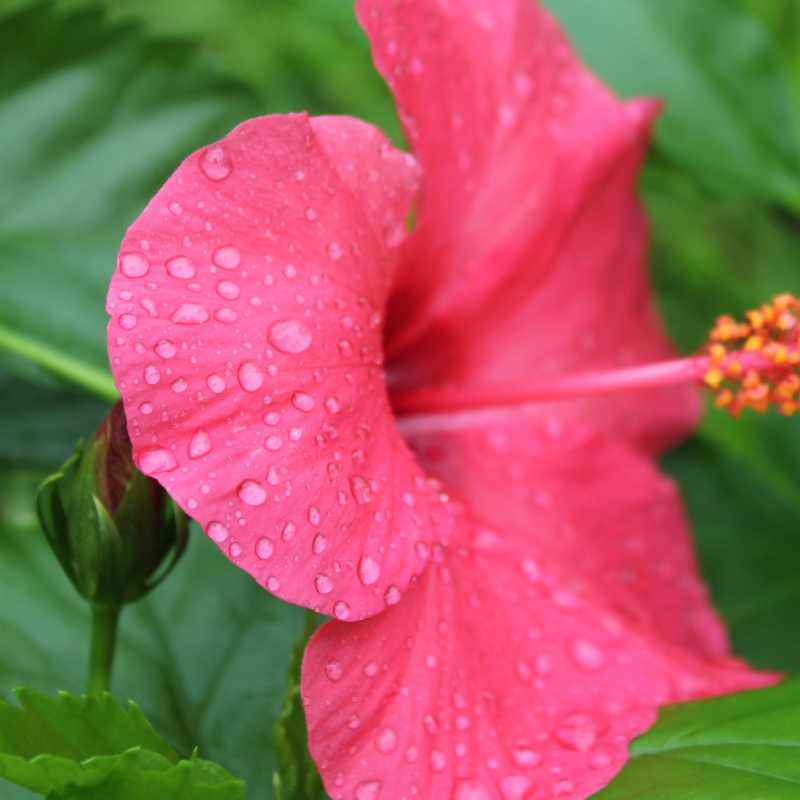 点击大图看下一张：雨后的朱瑾花图片