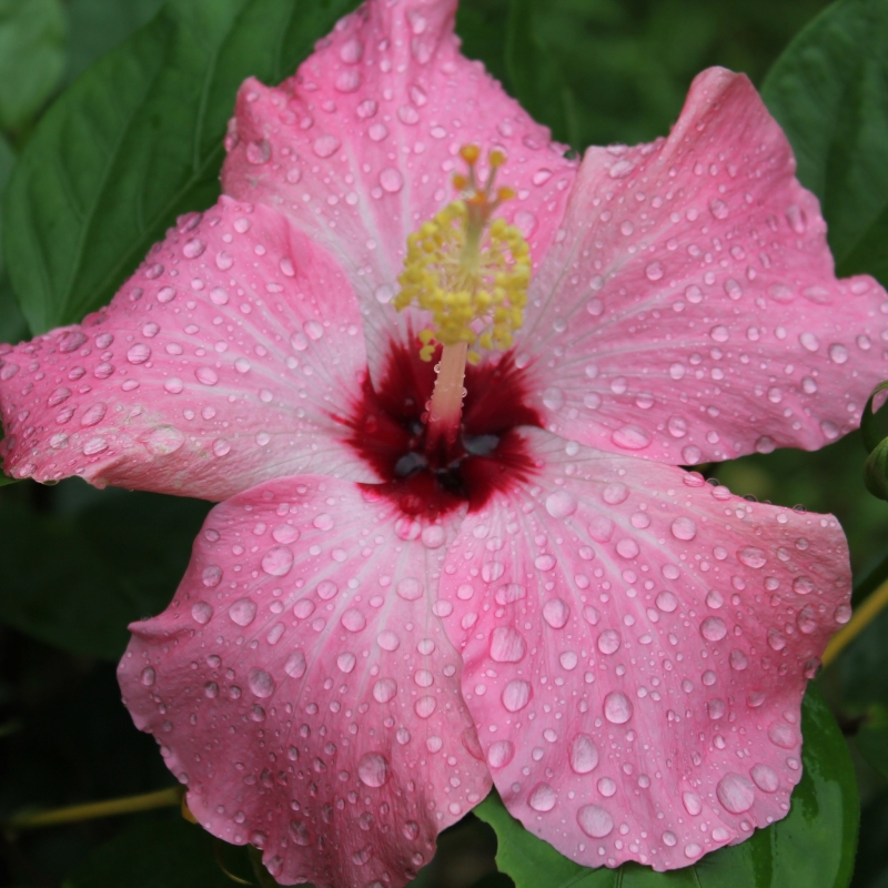 点击大图看下一张：雨后的朱瑾花图片