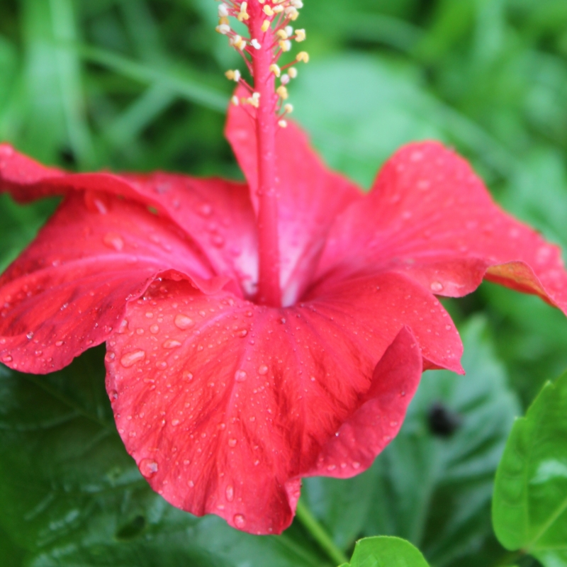 点击大图看下一张：雨后的朱瑾花图片