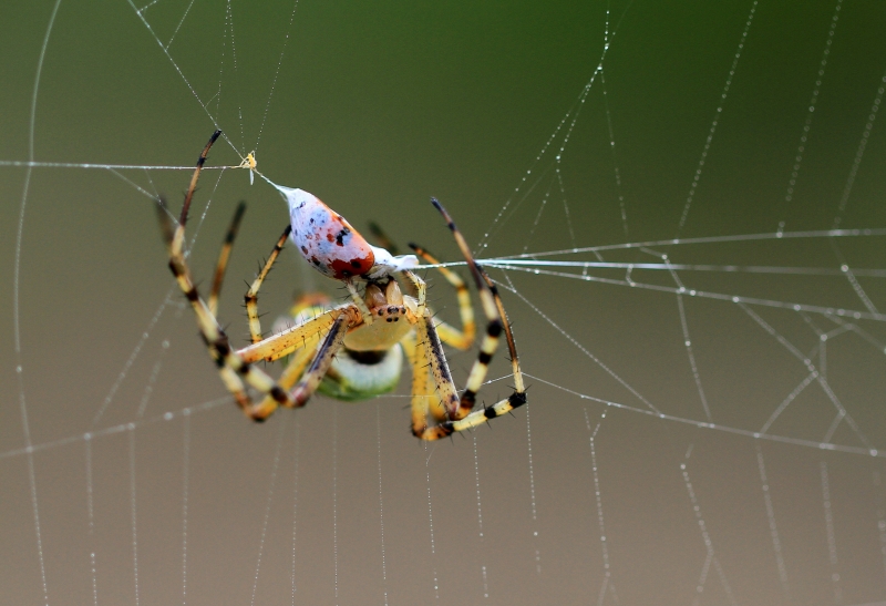 点击大图看下一张：横纹金蛛图片