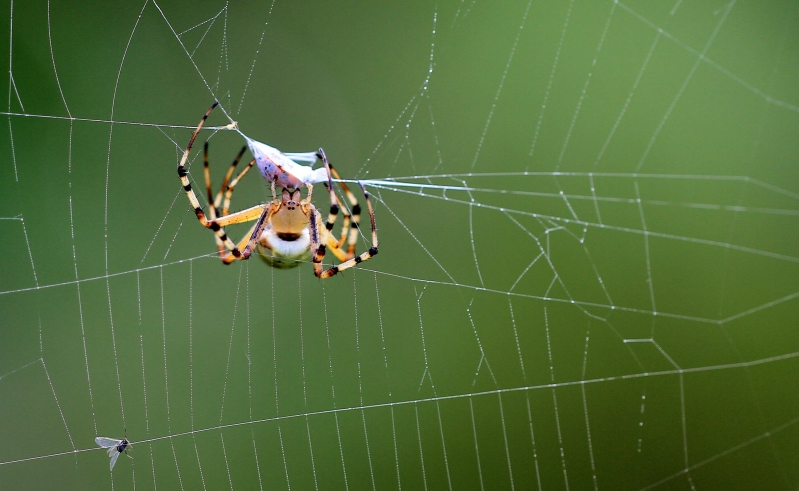 点击大图看下一张：横纹金蛛图片
