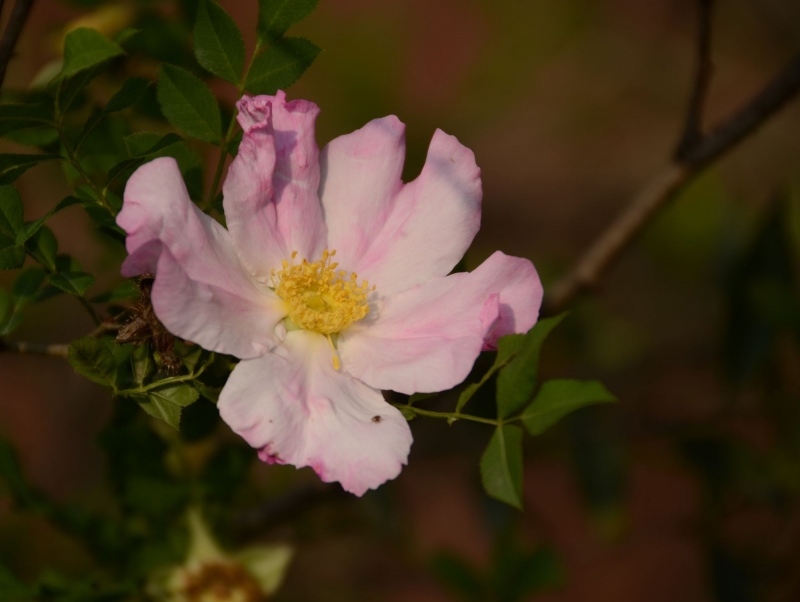 点击大图看下一张：刺梨花图片
