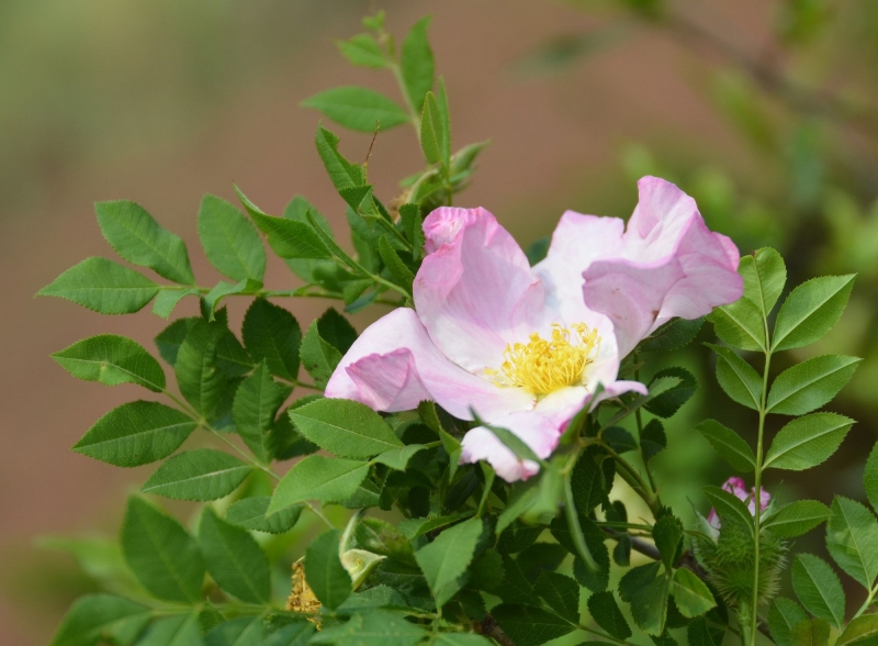 点击大图看下一张：刺梨花图片