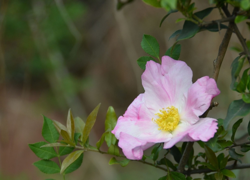 点击大图看下一张：刺梨花图片