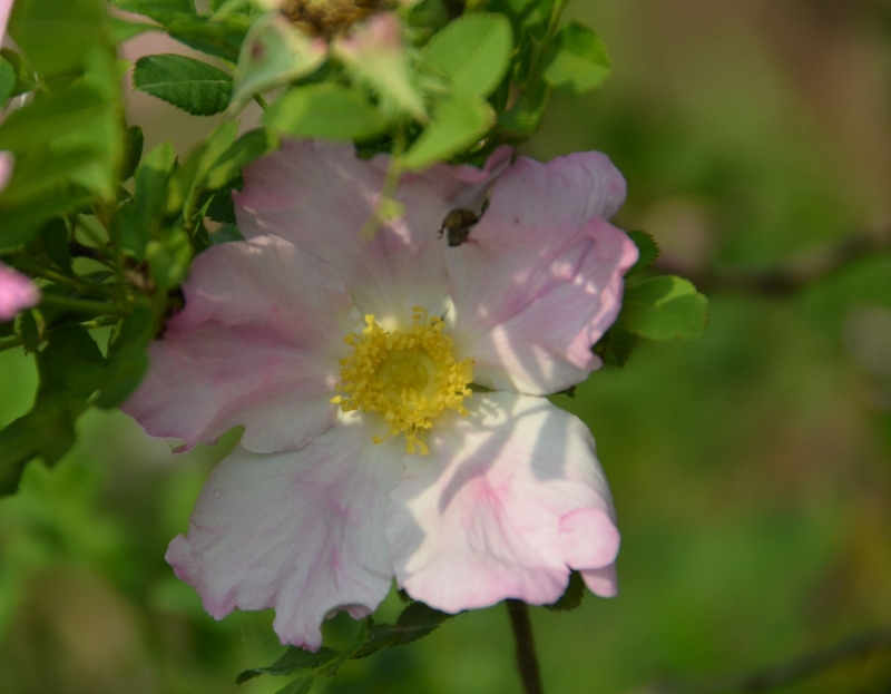 点击大图看下一张：刺梨花图片