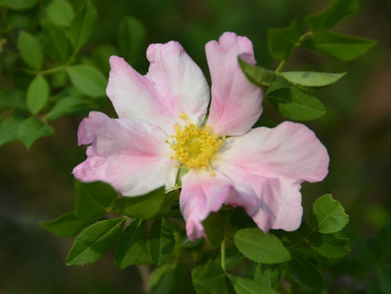 点击大图看下一张：刺梨花图片