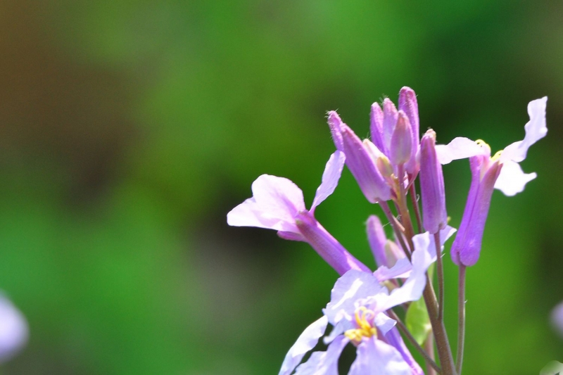 点击大图看下一张：二月兰图片