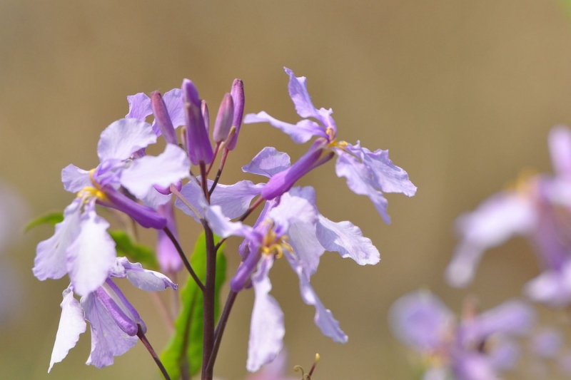 点击大图看下一张：二月兰图片